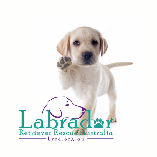 Labrador Retriever Rescue Australia